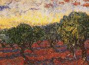 Vincent Van Gogh Olive Grove painting